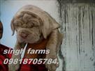 neapolitan mastiff pups for sale import lines kci