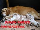 golden retriever pups for sale import lines papers