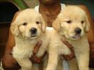 golden retriever pups for sale import lines papers