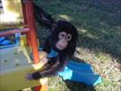 chimpanzees and marmoset monkeys for adoption