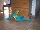pair of bleu and gold macaw parrots for adoption