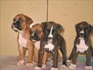 boxer puppies on adoption