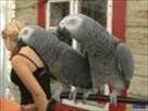 adorable congo african grey parrots for adoption a