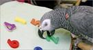 male congo african grey aprrot