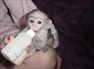 cute female adorable capuchin monkey for adoption