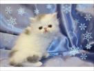 home trained himalayan kittens ready for sale