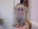 cute babies capuchin monkey for sale