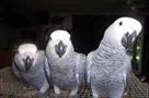 all species of birds for sale