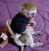 very cute baby capuchin monkey for free adoption