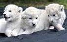 african white lion cubs for sale