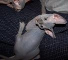 sphynx kittens now ready for adoption
