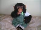 baby chimpanzee for adoption