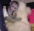 obedient  intelligent  capuchin monkeys for adopti