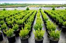 cultivate hydroponic organic garden center