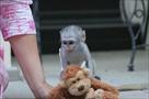 wow     cute baby capuchin monkeys for adoption