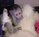 wow     cute baby capuchin monkeys for adoption
