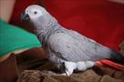 african grey parrot for  re homing now