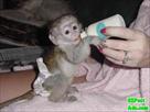 excellent home raise capuchin monkey for adoption