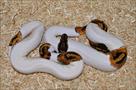 albino and piebald ball pythons for sale
