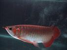 arowana fishes of all types for sale