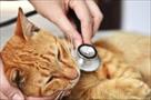 n motion home veterinary care