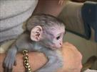 lovely baby capuchin monkeys for adoption