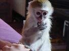 intelligent capuchin monkey for adoption
