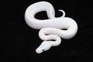piebaldn albino and ivory ball pythons for adoptio