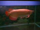 super red arowana fishes fro sale