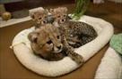 home raised cheetah cubs available for sale