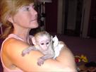 lovely capuchin monkeys for adoption