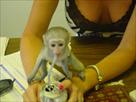 cute and adorable baby capuchin monkey for adopti