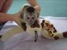cute baby capuchin monkeys for adotion