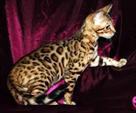 We have two gorgeous quality bengal kittens  