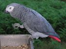 good and healthy african grey parrots for sale