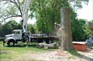 willow tree landscaping services
