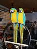 pair of blue and gold macaws  for sale