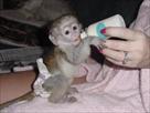 affectionate female capuchin monkey for a good hom