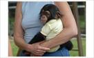 male and female chimpanzee monkeys for adoption