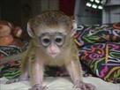 adorable babies capuchins squirrel and marmoset mo