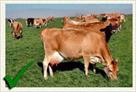 healthy jersey milking cows for sale  1 302 669 94