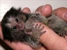 adorable baby capuchins squirrel spider and marmos