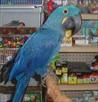 male hyacinth macaw parrot for adoption