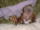 charming baby capuchin monkeys available
