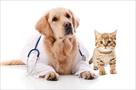 get the best treatment for your pet in berthoud