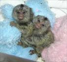 marmoset monkey for adoption ( brandy jj123 yahoo