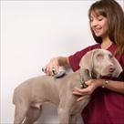 puppy love pet spa grooming