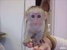 adorable capuchine monkeys ready for adoption