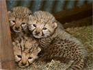 cheetah cubs  white lion and tiger cubs available