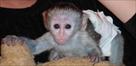 cute baby capuchin squirrel and marmoset monkeys